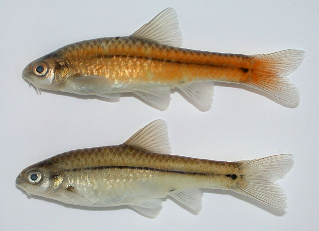 弓线鲃(Enteromius viviparus)