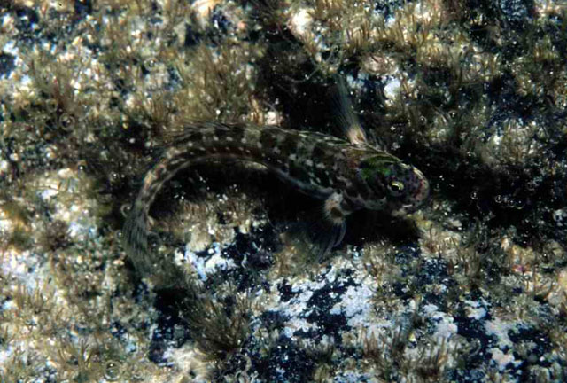 卡氏犁齿鳚(Entomacrodus cadenati)