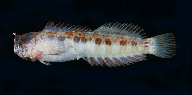 尾带犁齿鳚(Entomacrodus caudofasciatus)