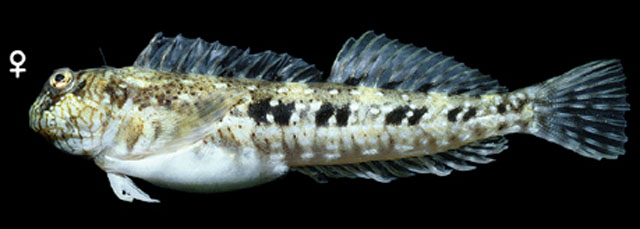 雪斑犁齿鳚(Entomacrodus chiostictus)
