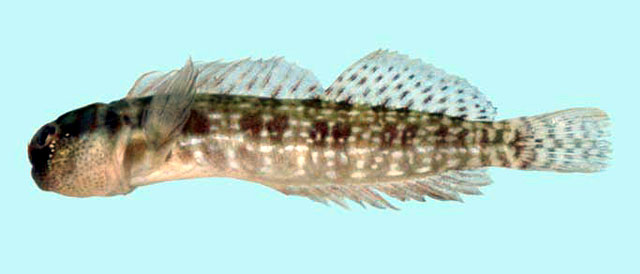 波犁齿鳚(Entomacrodus cymatobiotus)