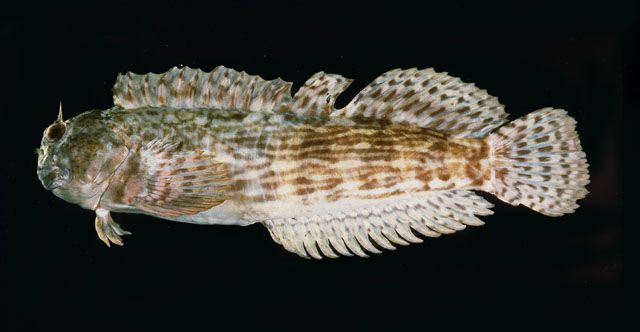斑纹犁齿鳚(Entomacrodus decussatus)