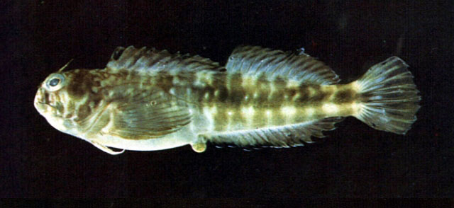 赖氏犁齿鳚(Entomacrodus lighti)