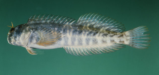 长须犁齿鳚(Entomacrodus longicirrus)