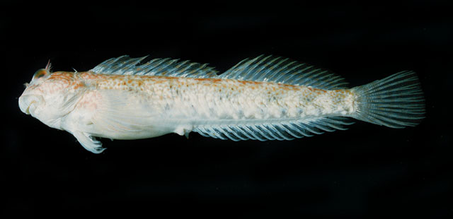 罗氏犁齿鳚(Entomacrodus rofeni)