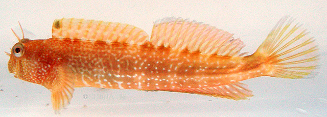星斑犁齿鳚(Entomacrodus stellifer)