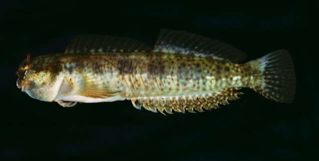 海犁齿鳚(Entomacrodus thalassinus)
