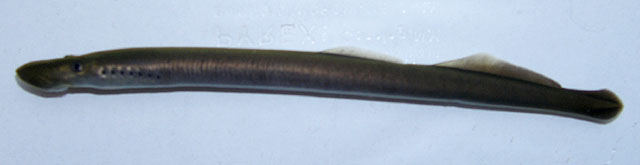 克拉马思河砂栖七鳃鳗(Entosphenus similis)