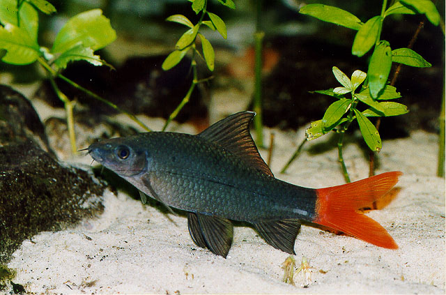 双色角鱼(Epalzeorhynchos bicolor)