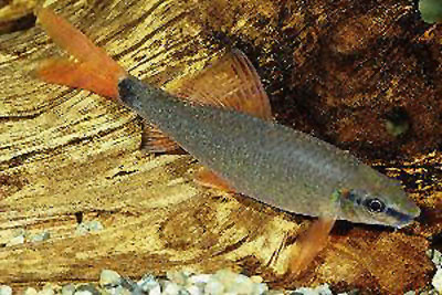 橙尾角鱼(Epalzeorhynchos frenatus)