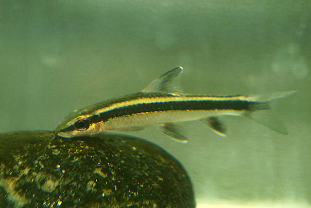 美鳍角鱼(Epalzeorhynchos kalopterus)