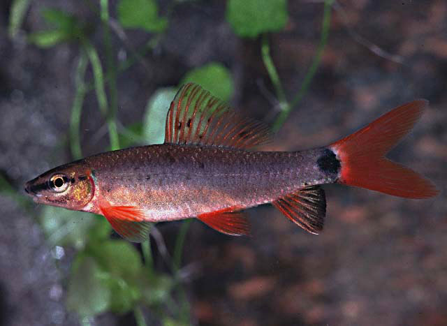 泰国角鱼(Epalzeorhynchos munense)