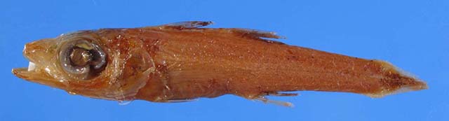 德氏后竺鲷(Epigonus devaneyi)
