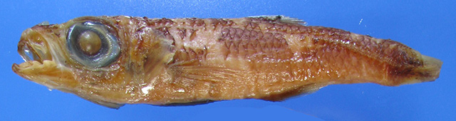 寡鳞后竺鲷(Epigonus oligolepis)