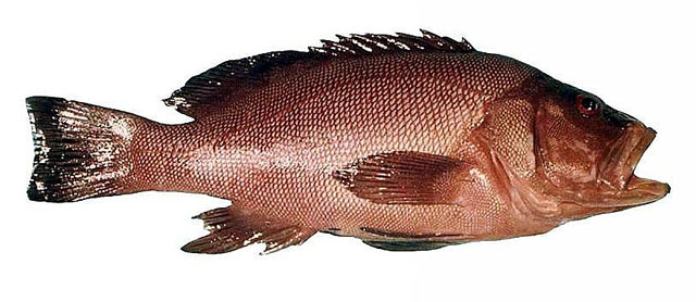 紫身仿石斑鱼(Epinephelides armatus)