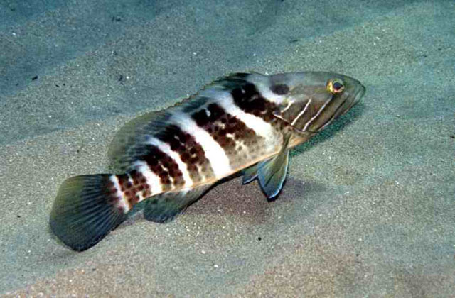 青铜石斑鱼(Epinephelus aeneus)