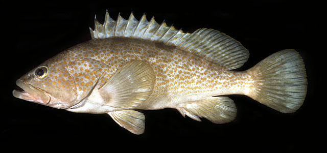 赤点石斑鱼(Epinephelus akaara)