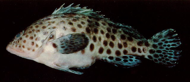 斑条石斑鱼(Epinephelus analogus)