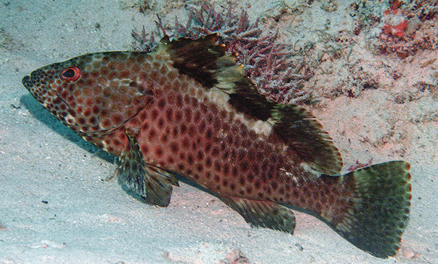 点鳍石斑鱼(Epinephelus bilobatus)