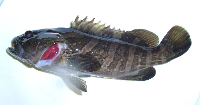 褐带石斑鱼(Epinephelus bruneus)