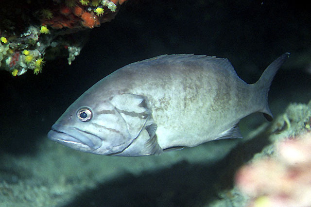 犬牙石斑鱼(Epinephelus caninus)