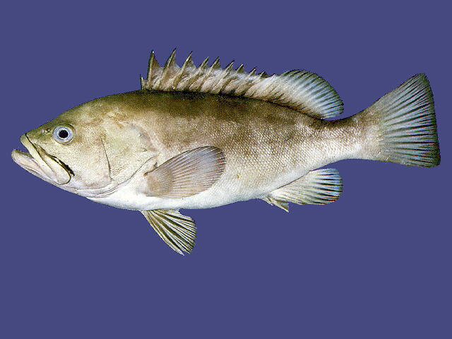 查氏石斑鱼(Epinephelus chabaudi)