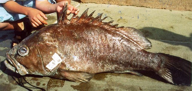 西福氏石斑鱼(Epinephelus cifuentesi)