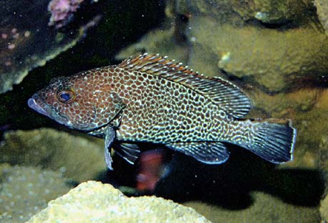 克利珀顿岛石斑鱼(Epinephelus clippertonensis)