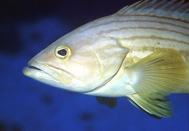 棕线石斑鱼(Epinephelus costae)