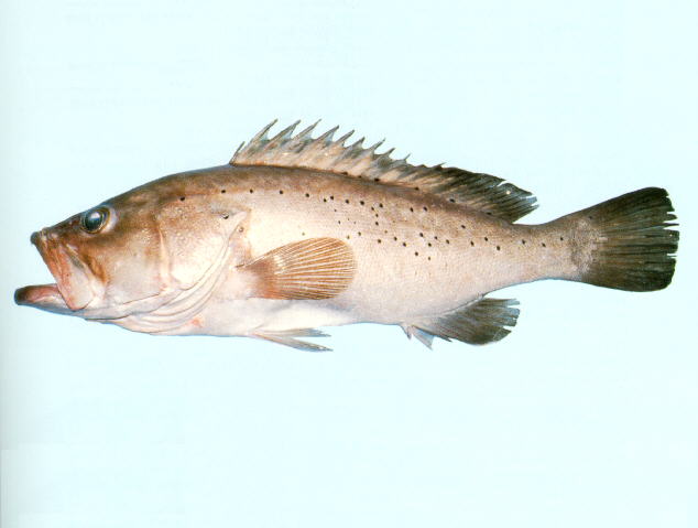 小纹石斑鱼(Epinephelus epistictus)
