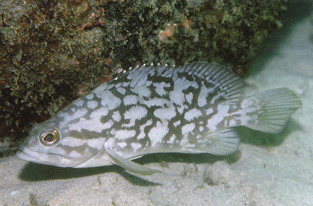 红棕石斑鱼(Epinephelus erythrurus)