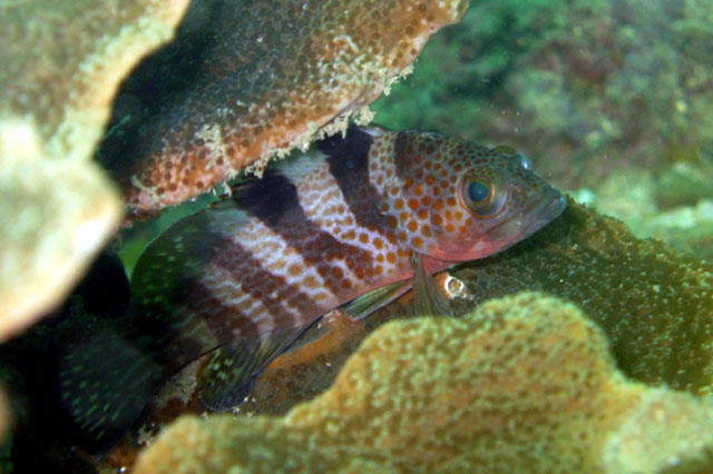 带点石斑鱼(Epinephelus fasciatomaculosus)