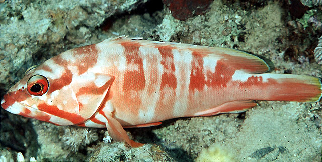 横条石斑鱼(Epinephelus fasciatus)