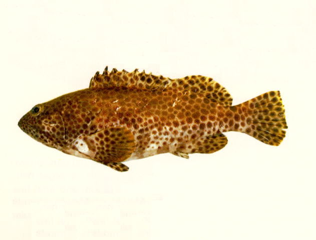 巢斑石斑鱼(Epinephelus faveatus)