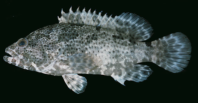 棕点石斑鱼(Epinephelus fuscoguttatus)