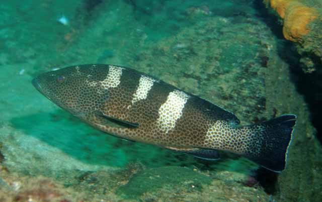 阿曼石斑鱼(Epinephelus gabriellae)