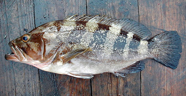 西非石斑鱼(Epinephelus goreensis)