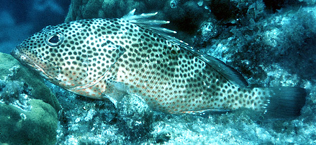 红点石斑鱼(Epinephelus guttatus)