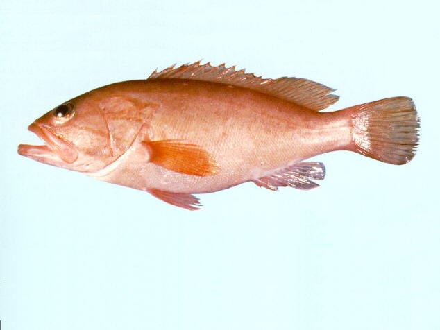 颊条石斑鱼(Epinephelus heniochus)