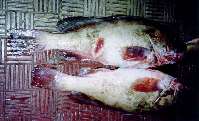 索马里石斑鱼(Epinephelus indistinctus)