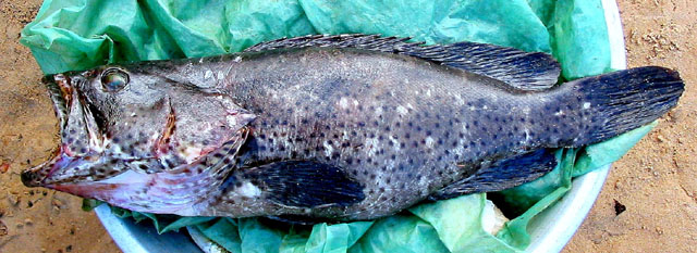 神秘石斑鱼(Epinephelus lebretonianus)