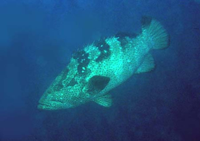 玛拉巴石斑鱼(Epinephelus malabaricus)