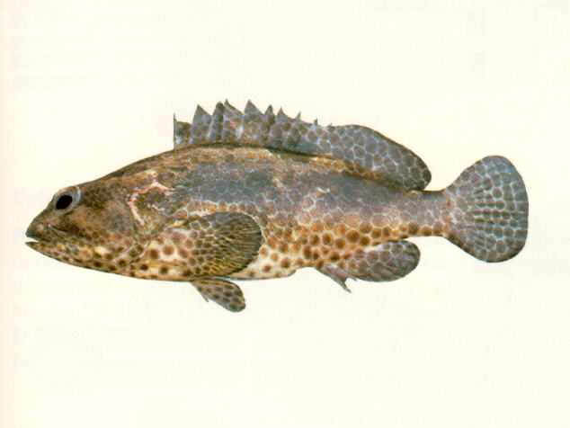 黑斑石斑鱼(Epinephelus melanostigma)