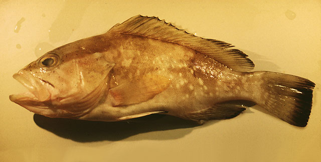 黑缘石斑鱼(Epinephelus morio)
