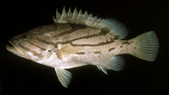 弧纹石斑鱼(Epinephelus morrhua)