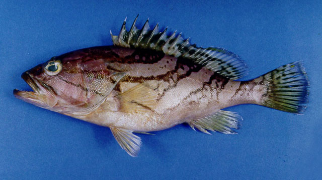 云纹石斑鱼(Epinephelus radiatus)