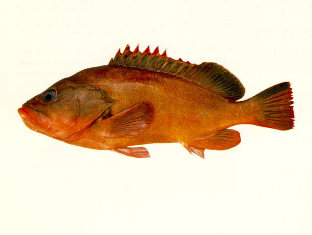雷拖氏石斑鱼(Epinephelus retouti)
