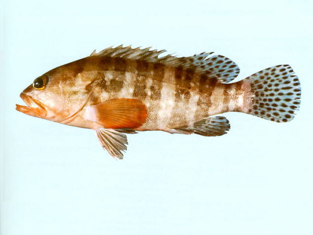 六带石斑鱼(Epinephelus sexfasciatus)