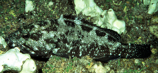 社会群岛石斑鱼(Epinephelus socialis)