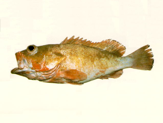南海石斑鱼(Epinephelus stictus)